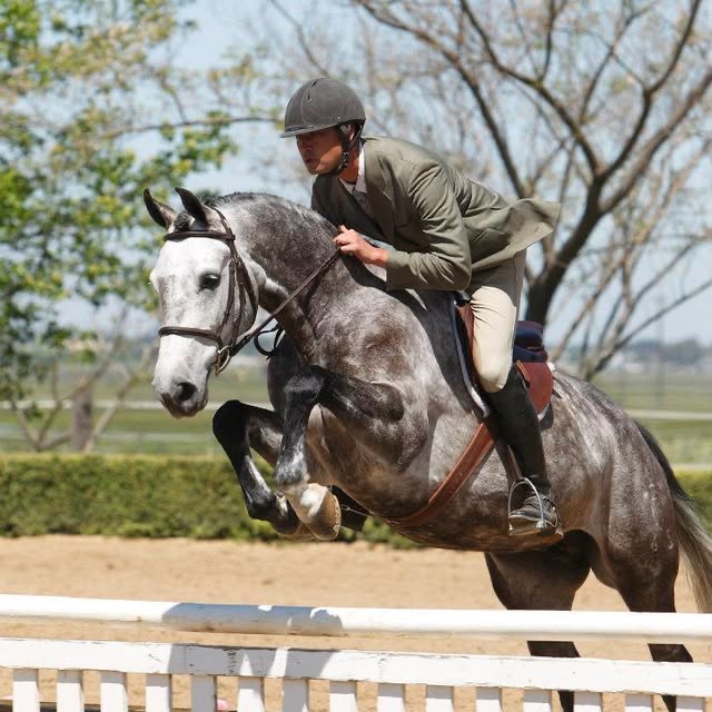 A grey horse jumping clean in the arena.