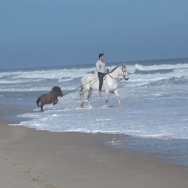 A rider on a white horse in the ocean surf.